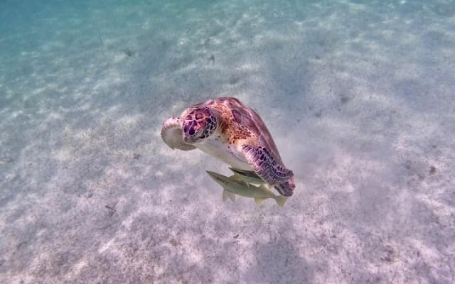 Akumal : snorkeling et photos avec les tortues photo 13
