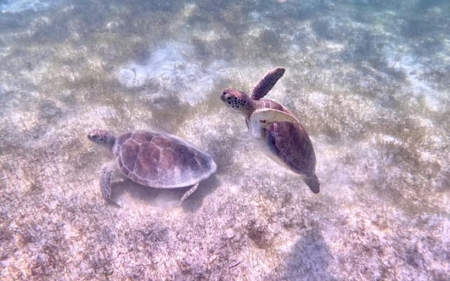 Akumal : snorkeling et photos avec les tortues photo 15