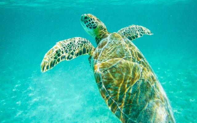 Turtles & Tulum Ruins! With Cenote from Tulum City photo 12