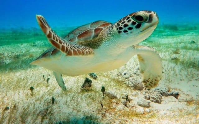 Turtles & Tulum Ruins! With Cenote from Tulum City photo 13