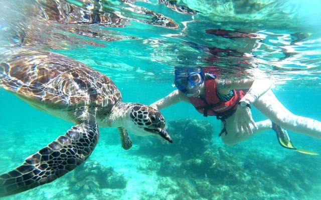 Turtles & Tulum Ruins! With Cenote from Tulum City photo 14