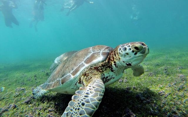Turtles & Tulum Ruins! With Cenote from Tulum City photo 4