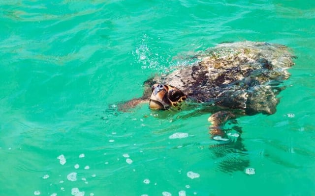 Nature Day, Sian Kaan Biosphere Tour! Transportation from Tulum photo 2