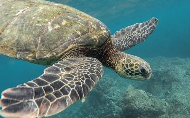 Turtles & Tulum Ruins! With Cenote from Tulum City photo 10