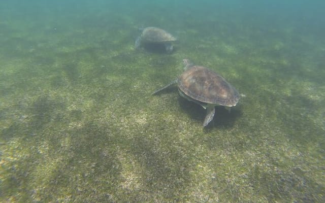 Turtles & Tulum Ruins! With Cenote from Tulum City photo 15