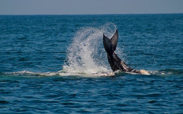 Private Whale Watching Sailing Tour