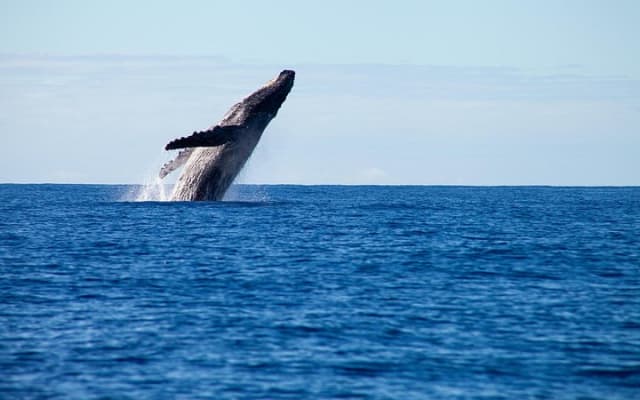 Private Yacht, Sightseeing, Snorkeling and Private beaches photo 3