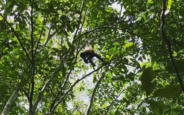 Mayan Jungle Adventure (Private, Full Day) photo 3