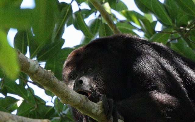 Mayan Jungle Adventure (Private, Full Day) photo 2