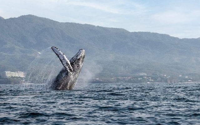 Whale Watching Guaranteed Experience in Puerto Vallarta