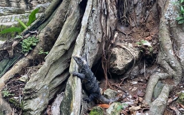 Mayan Jungle Adventure (Private, Full Day) photo 6