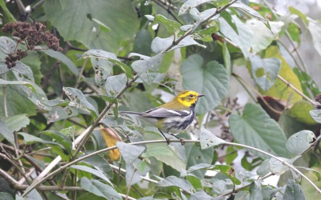 Small-Group Birdwatching Sian Kaan with professional guide photo 5