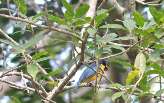 Small-Group Birdwatching Sian Kaan with professional guide photo 7