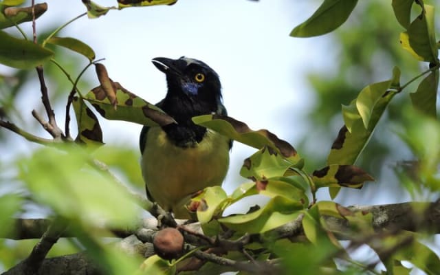 Small-Group Birdwatching Sian Kaan with professional guide photo 8
