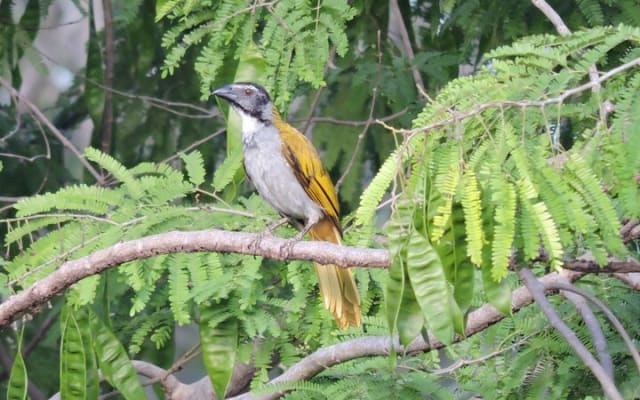 Small-Group Birdwatching Sian Kaan with professional guide photo 9