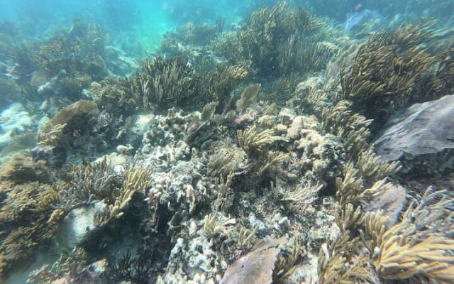 Reef Snorkeling with ATV, Zipline, Cenote that includes lunch and transportation photo 8