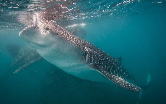 Nage avec les requins-baleines : petit groupe avec biologiste marin photo 2