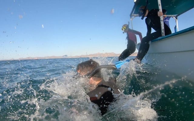 Nage avec les requins-baleines : petit groupe avec biologiste marin photo 7