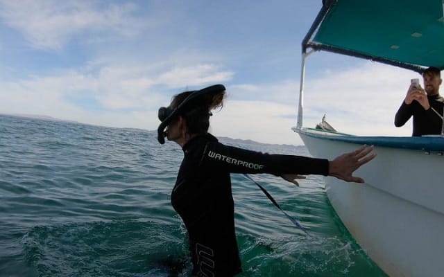 Nage avec les requins-baleines : petit groupe avec biologiste marin photo 6