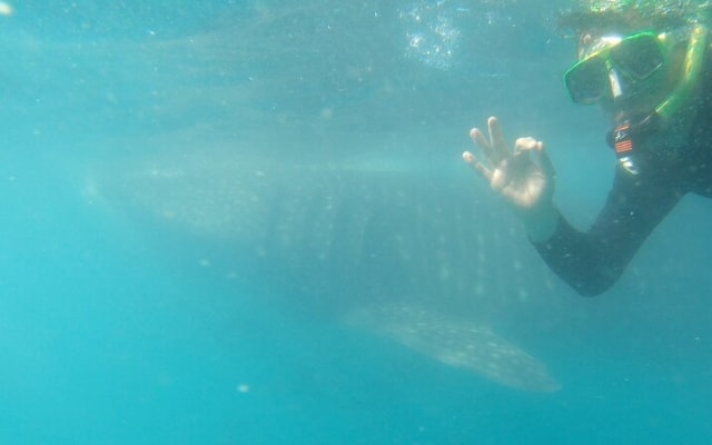 Whale Shark Swimming Adventure: Small Group with Marine Biologist