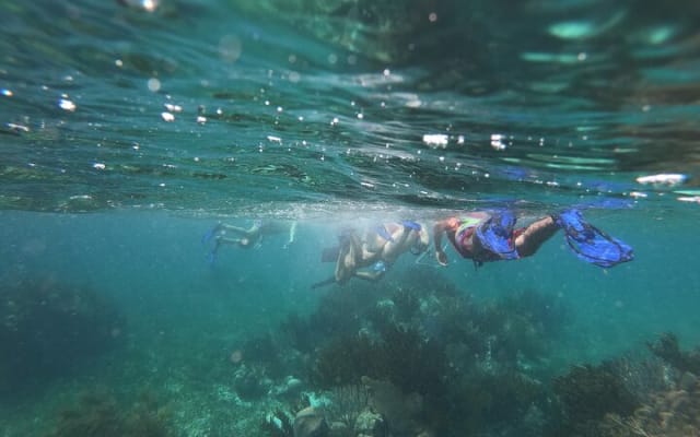 Reef Snorkel, underwater adventure in Puerto Morelos With Transportation & Lunch photo 6