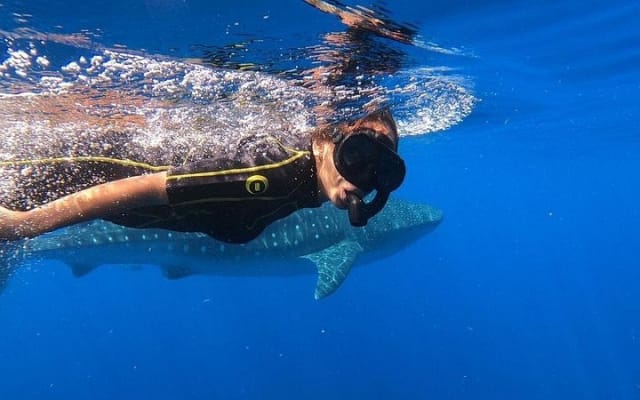 Rencontre avec le requin-baleine, visite privée - nagez avec le requin-baleine depuis Cancún photo 2