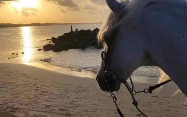 Paseo a caballo en Sayulita por senderos de selva hasta la playa photo 11