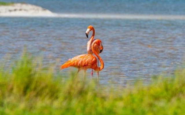 Aventure à la lagune rose de Las Coloradas depuis Playa del Carmen et la Riviera Maya photo 9