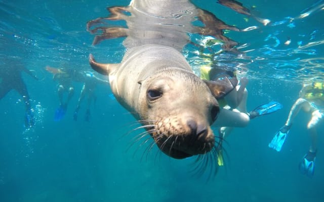 La Paz Whale Shark & Sea Lion Snorkeling + Balandra Tour