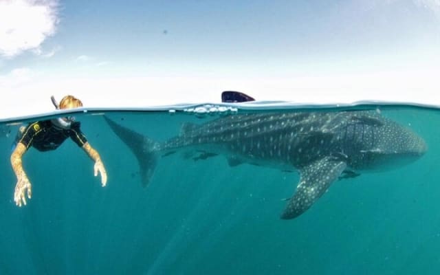 Small Group Whale Shark Snorkeling in La Paz, Mexico