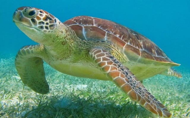 Half Day Private Snorkeling with Turtles and Majestic Cenotes photo 2