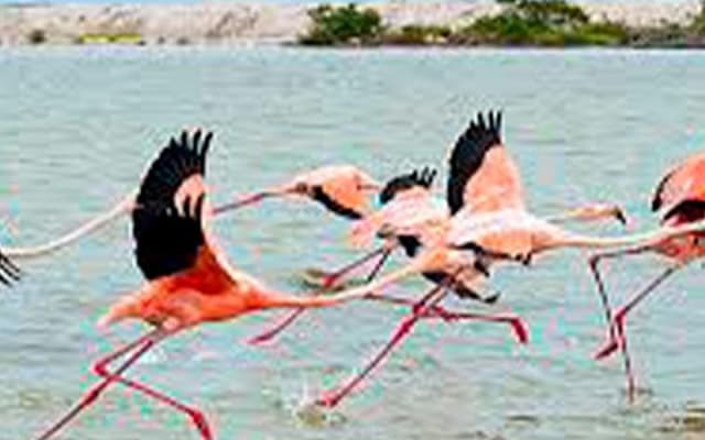Las Coloradas, paseo en lancha por Río Lagartos y una playa natural desde Mérida photo 8
