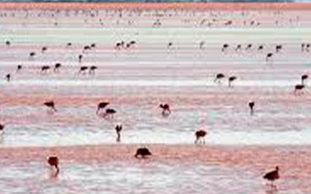 Las Coloradas, paseo en lancha por Río Lagartos y una playa natural desde Mérida photo 12