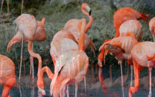 Las Coloradas, paseo en lancha por Río Lagartos y una playa natural desde Mérida photo 13