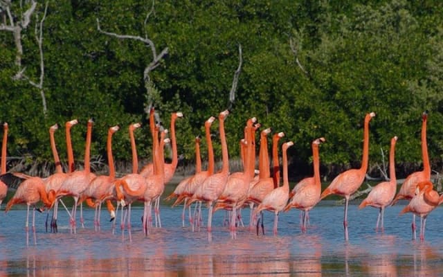Las Coloradas, paseo en lancha por Río Lagartos y una playa natural desde Mérida photo 14