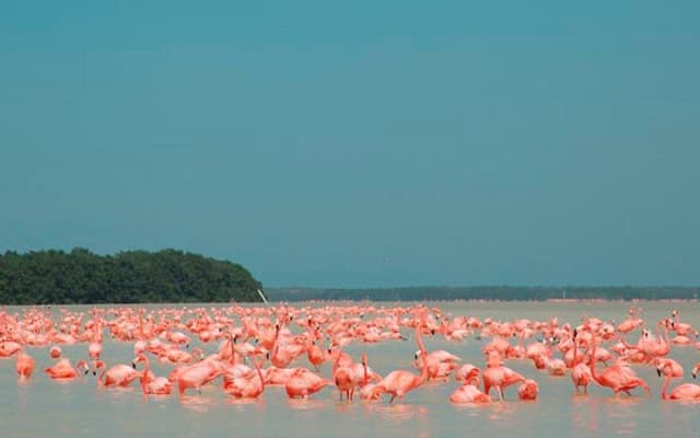 Las Coloradas, paseo en lancha por Río Lagartos y una playa natural desde Mérida photo 5