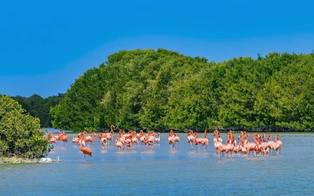 Celestun Beach and Mangrove Boat Ride from Merida