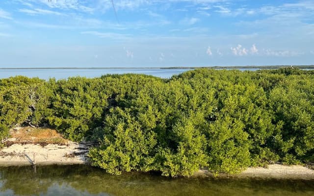 Eco Classic Tour Holbox photo 8