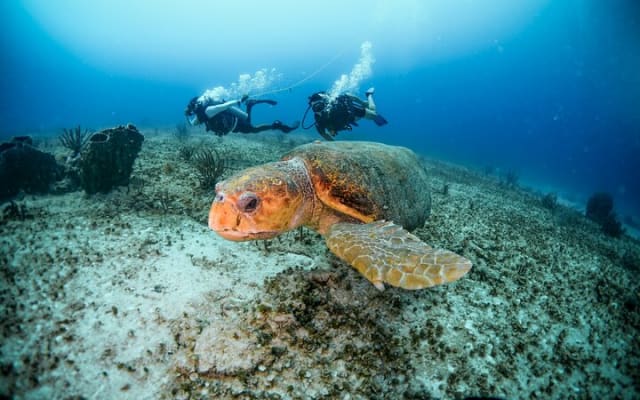 Discover Scuba Diving & Beach Club with Transportation In Riviera Maya