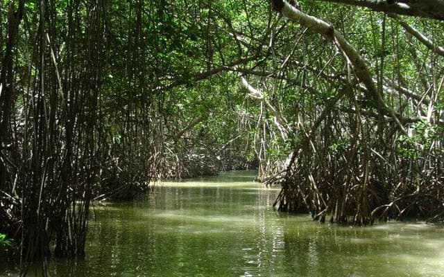 Boat Trip to the Biosphere Reserve in Celestún from Mérida photo 4