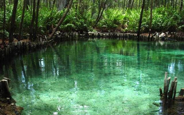 Boat Trip to the Biosphere Reserve in Celestún from Mérida photo 5