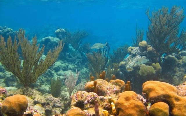 Private Yal-ku and Akumal Experience photo 8
