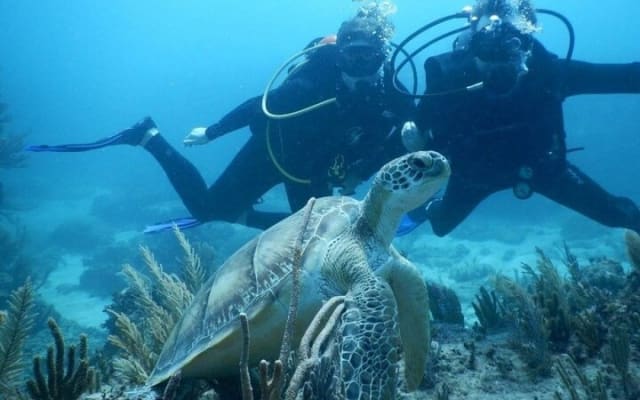 Wonders of the Underwater World: Discover Scuba Diving in Tulum photo 7