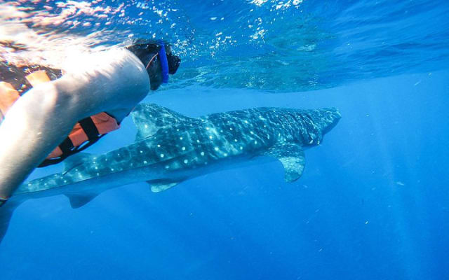 Whale Shark Adventure in Isla Mujeres and Cancun