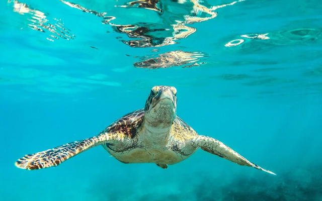 Tulum Snorkeling Tour in Front of the Mayan Ruins photo 5