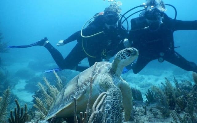 Scuba Diving for Beginners in Tulum photo 3