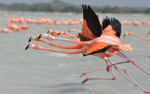 Las Coloradas and Rio Lagartos Tour with All Inclusive photo 10