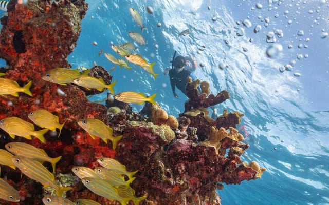 Snorkel Tour at Musa and Manchones Reef