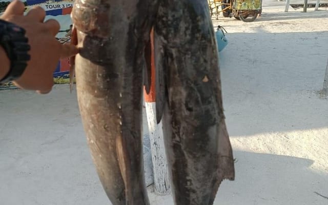 Full Day Private Deep Sea Fishing in Holbox photo 6