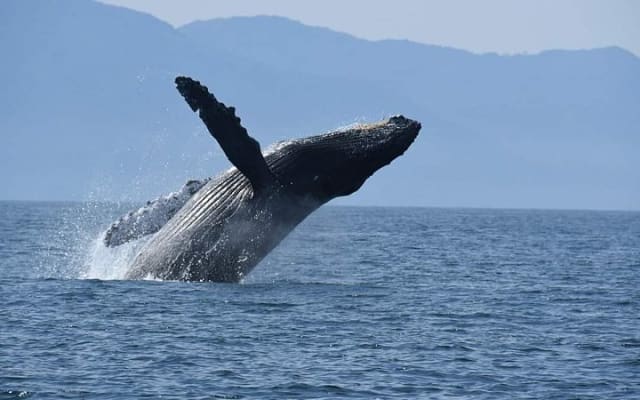 Aventure d'observation des baleines avec un biologiste marin photo 14